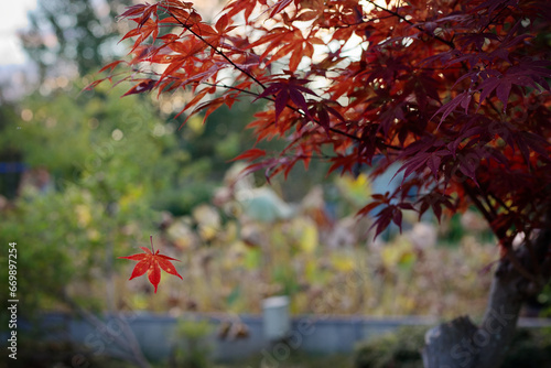 leaf falling from a branch in a park during the autumn season