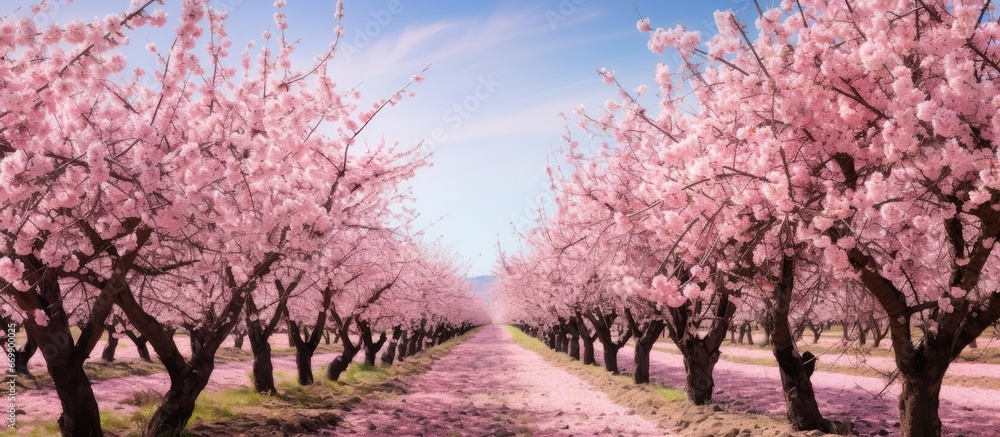 Fototapeta premium Blooming cherry orchard seen