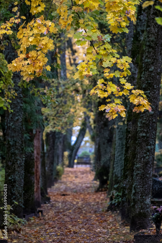 alley passage in graveyard along big trees and gravestones in autumn. Carpet of yellow leaves covers the pathway