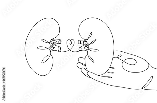Kidney. Transplantation. Transfer. Organ. One line