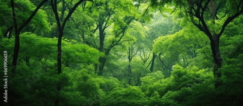Springtime forest with vibrant green foliage