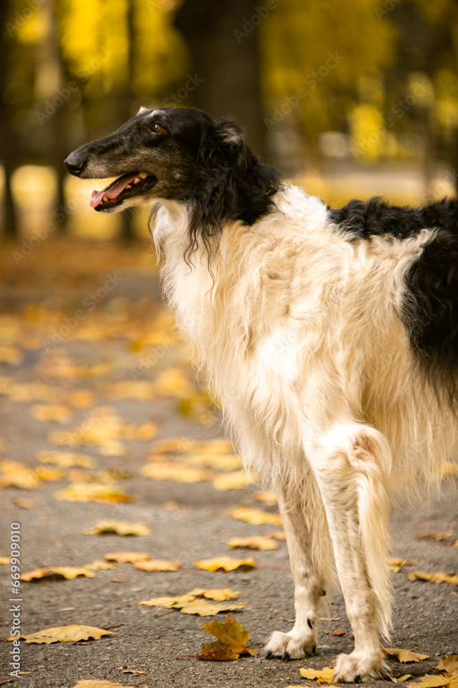 Russian Borzoi in Halloween decorations Russian Borzoi in Halloween decorations