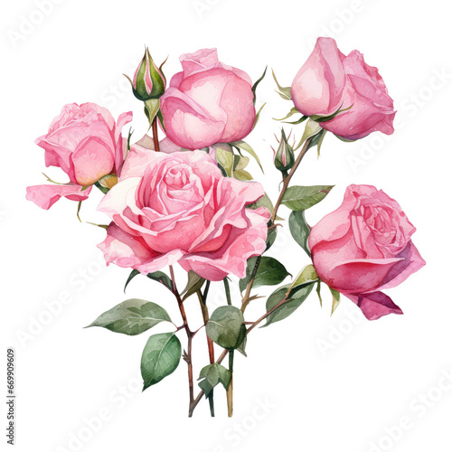 watercolor valentine pink rose clipart