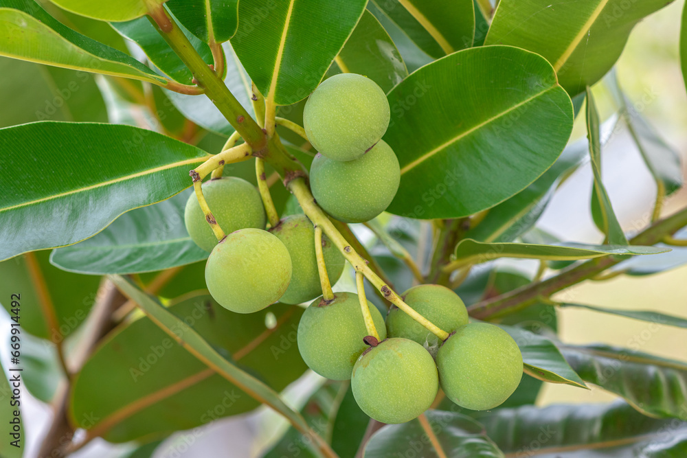 Closeup raw green ball fruits of Alexandrian laurel, Indian laurel, Laurel wood, Berneo mahogany (Calophyllum Inophyllum) with green leaves in tropical garden Closeup raw green ball fruits of Alexandrian laurel, Indian laurel, Laurel wood, Berneo mahogany (Calophyllum Inophyllum) with green leaves in tropical garden