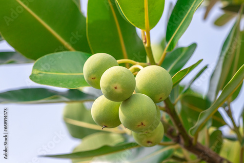 Closeup raw green ball fruits of Alexandrian laurel, Indian laurel, Laurel wood, Berneo mahogany (Calophyllum Inophyllum) with green leaves in tropical garden photo