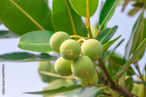 Closeup raw green ball fruits of Alexandrian laurel, Indian laurel, Laurel wood, Berneo mahogany (Calophyllum Inophyllum) with green leaves in tropical garden