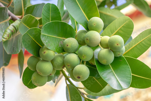 Closeup raw green ball fruits of Alexandrian laurel, Indian laurel, Laurel wood, Berneo mahogany (Calophyllum Inophyllum) with green leaves in tropical garden