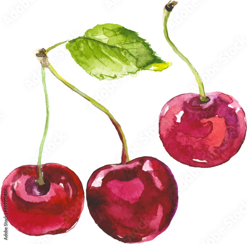 Vector Watercolor painted cherry. Hand drawn fresh food design elements isolated on white background.