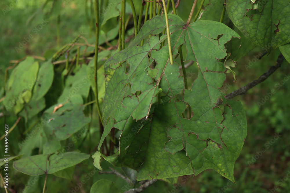 Paulownia Tomentosa tree with green leaves damaged by hailstones in the garden on summer 