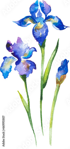 Vector Watercolor painted iris flower. Hand drawn flower design elements isolated on white background.