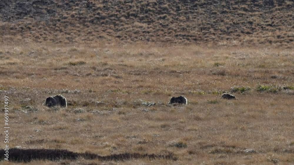 Himalayan brown bear with Cubs grazing in Deosai national park Himalayan brown bear with Cubs grazing in Deosai national park