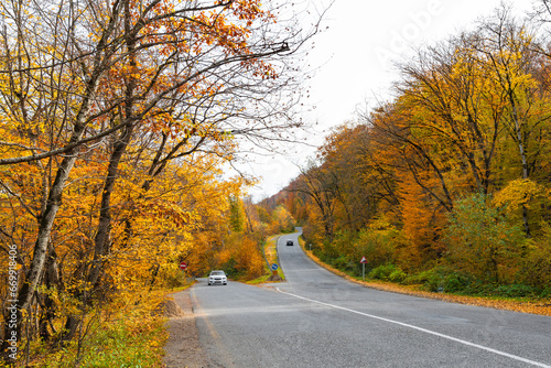 Road fork in autumn yellow forest