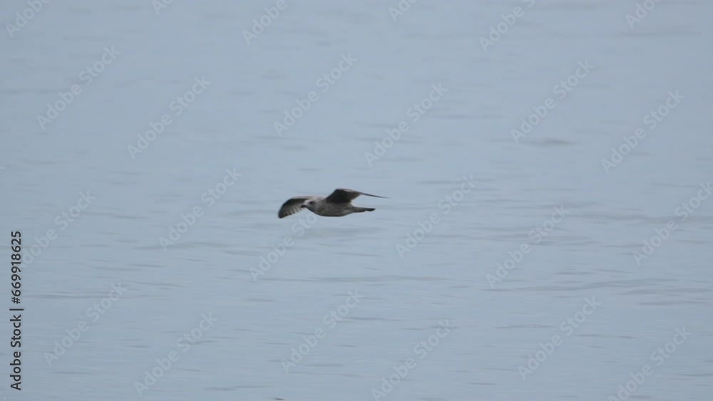 Seabird soaring gracefully above tranquil waters. Seabird soaring gracefully above tranquil waters.