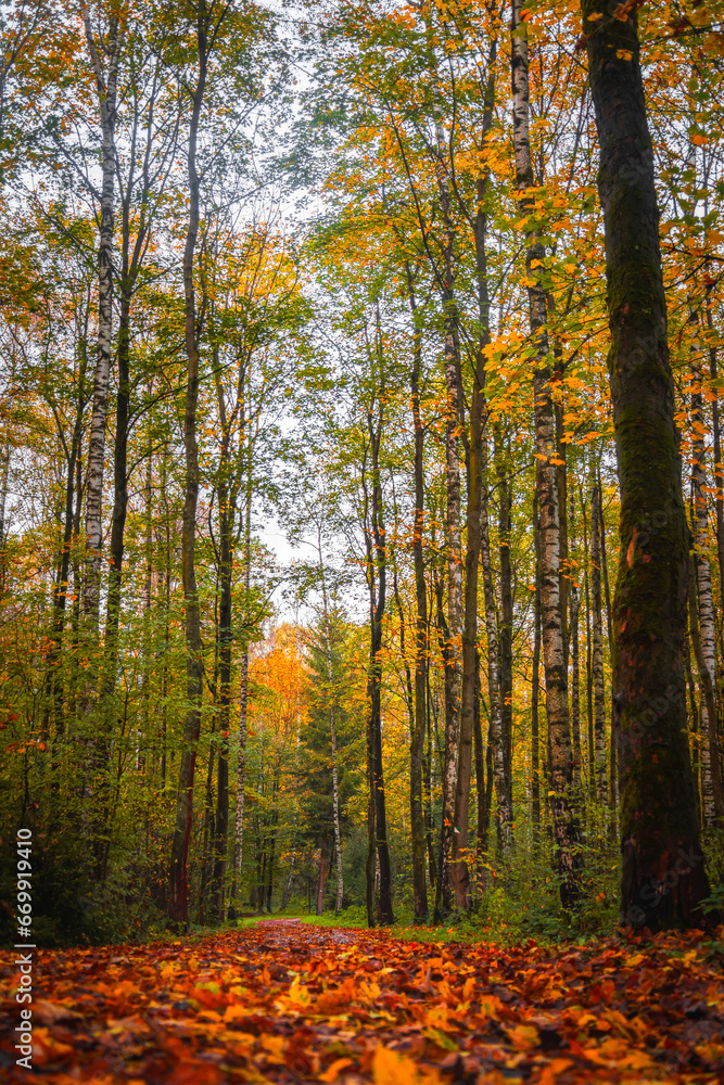 Fototapeta premium October in the Forest with Vibrant Hues of Orange, Red and Yellow as Leaves fall from the Trees