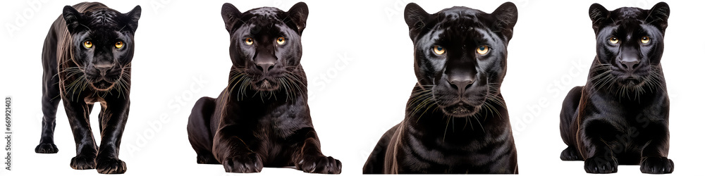 Black panther on white background