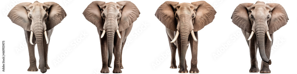 Elephant with tusks on white background