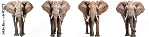Elephant with tusks on white background