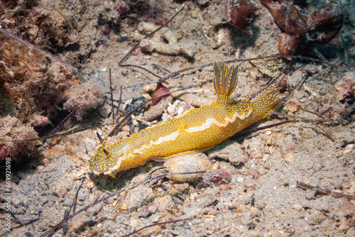 Nudibranch / Sea Slug (Hypselodoris Elegans / Felimare Picta), Adriatic Sea, Mediterranean Sea, Croatia photo