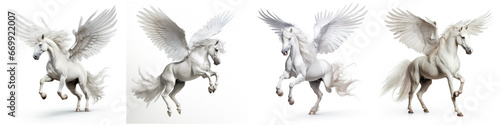White mythological horse Pegasus on white background
