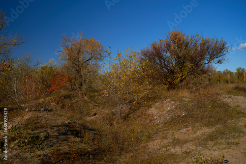 trees growing in the park in autumn © Igor