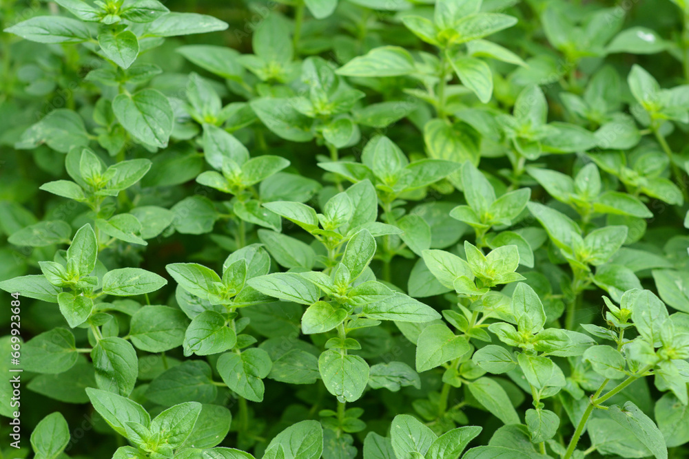 Grow Oregano Plants in the Garden. Oregano plants care background Grow Oregano Plants in the Garden. Oregano plants care background
