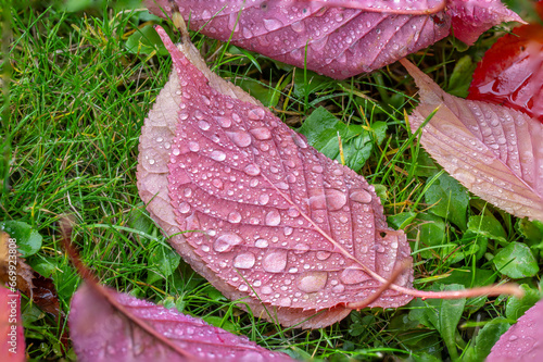 Ambiance automnale, feuilles et gouttelettes photo