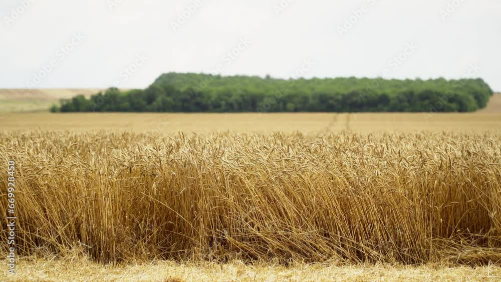 Wheat field, ears of wheat swaying from the gentle wind. Wheat field, ears of wheat swaying from the gentle wind.