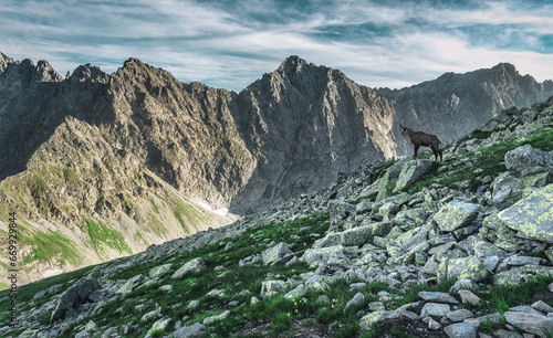 Fototapeta Tatry Słowacja