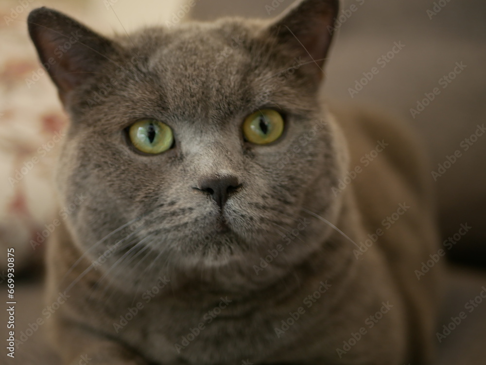 British shorthair cat closeups