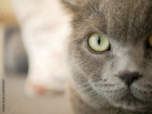 British shorthair cat closeups