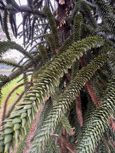 Araucaria araucana, detail of the leaves and branches