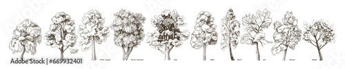 Deciduous trees collection in retro style