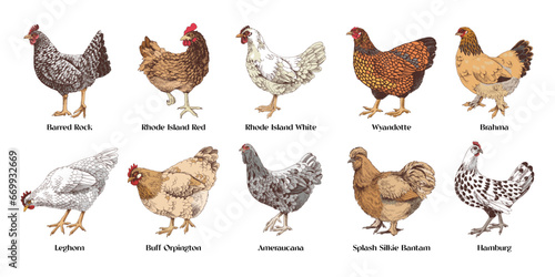 Hand drawn chicken breeds vector collection