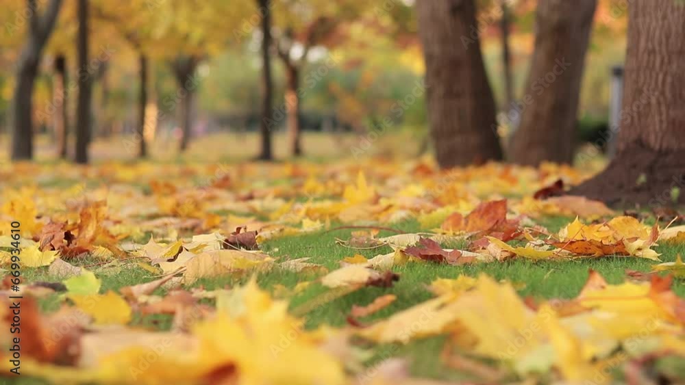 Autumn bright yellow leaves on the grass, selective focus. Autumn weather, fallen leaves close-up. Autumn landscape in the park, blurred background. Falling leaves Autumn bright yellow leaves on the grass, selective focus. Autumn weather, fallen leaves close-up. Autumn landscape in the park, blurred background. Falling leaves
