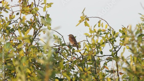 A Dunnock sitting in a bush photo