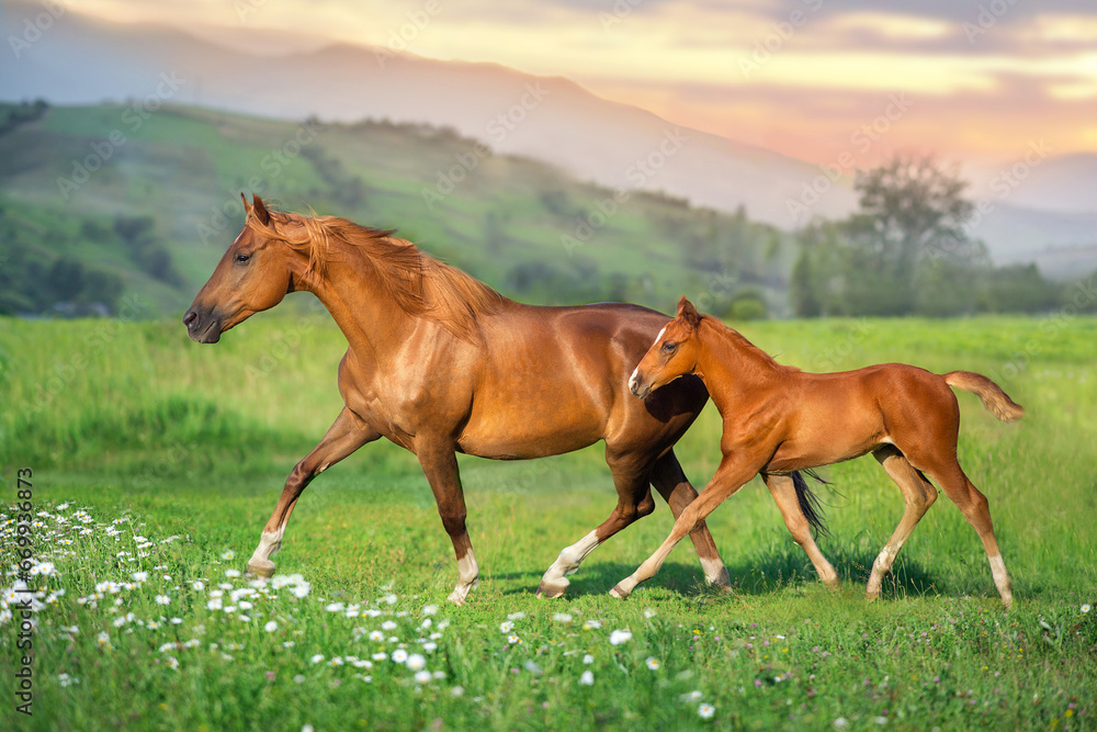 Red foal with mare - obrazy, fototapety, plakaty 
