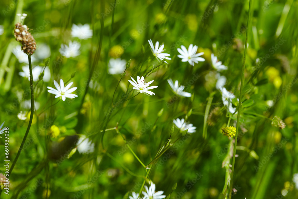 white flowers on the meadow