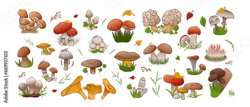 Vector set forest mushrooms. Collection different types mushrooms edible and inedible.