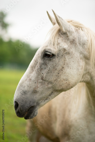 Berber Pferd