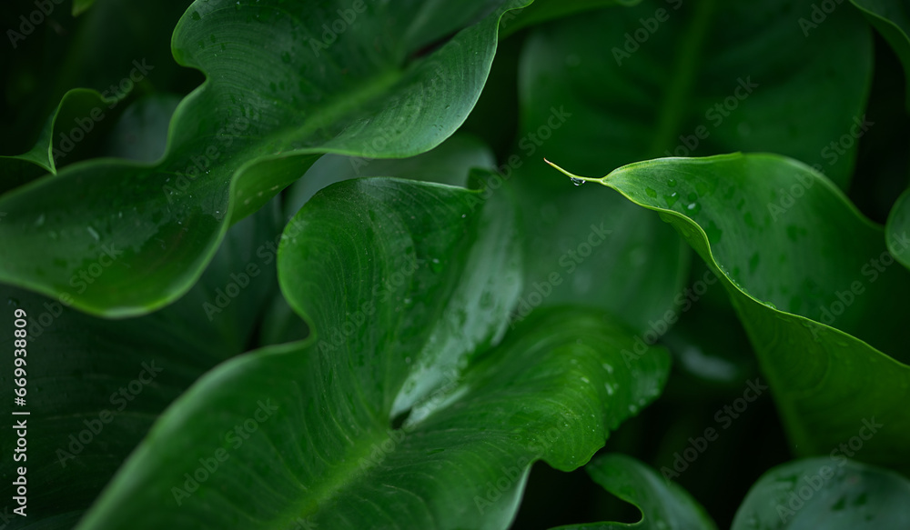 Beautiful banana leaves texture background. Beautiful banana leaves texture background.