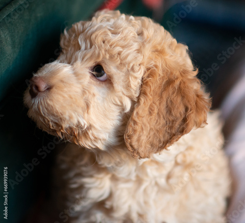 Lagotto Welpe Orange