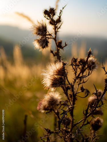 thistle in the grass
