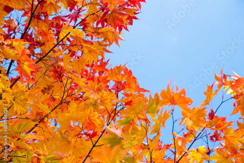 maple leaves with blue sky in autumn close up, copy space