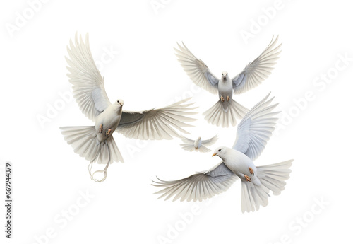 white dove isolated on white