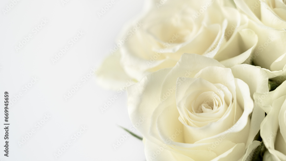 White background of roses flower. Greeting card. Summer or spring floral composition. Copy space.