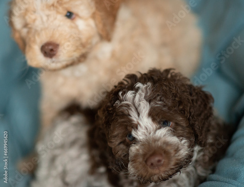 Lagotto Romagnolo Welpen