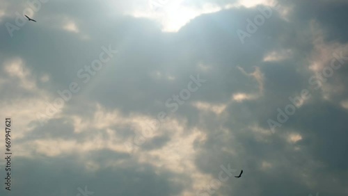 Bird Of Prey Birds Hovering Against Sky With Sunlight. Slow Motion photo
