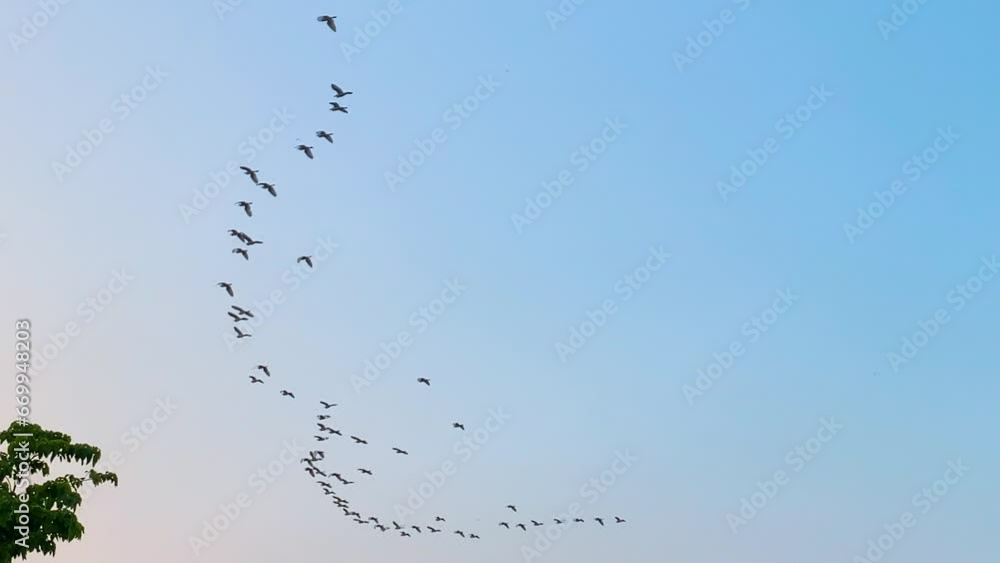 Flock of migratory birds flying in bow shape in blue sky at dusk over forest. Establishing shot. Flying in bow formation Flock of migratory birds flying in bow shape in blue sky at dusk over forest. Establishing shot. Flying in bow formation