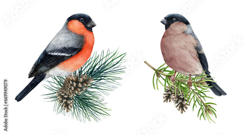 Fotografie Bullfinch male and female birds on pine branch set