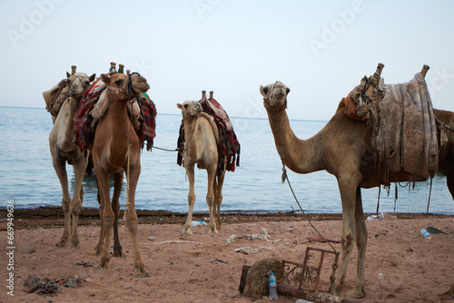 Camels in Dahab south Sinai Egypt . Camel on the beach at a Red sea. Dahab,Sinai, Egypt.
